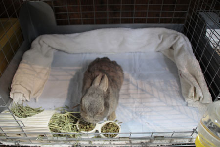 3倍速ふんわりサラシートプチ レギュラー 3枚