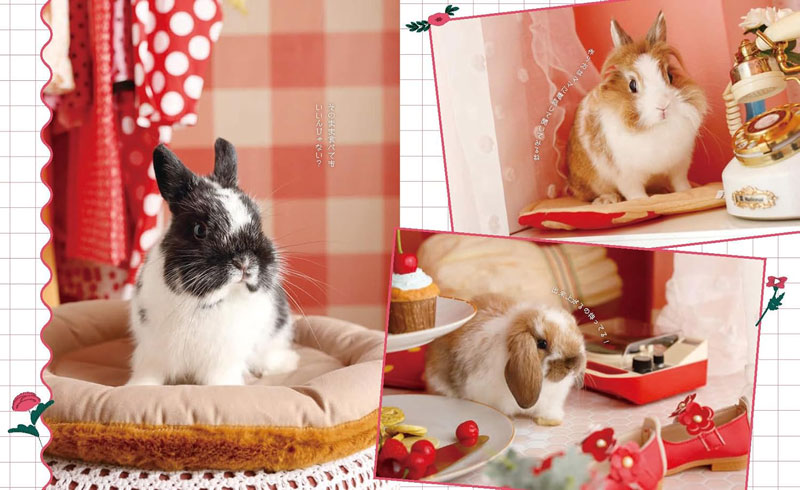 うさぎと暮らす No.97 2025年 Autumnの通販はココロのおうち