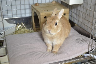 ドリームマットS バナナイエロー