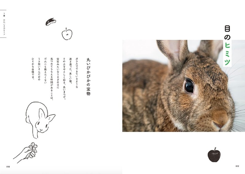 うさぎのヒミツ