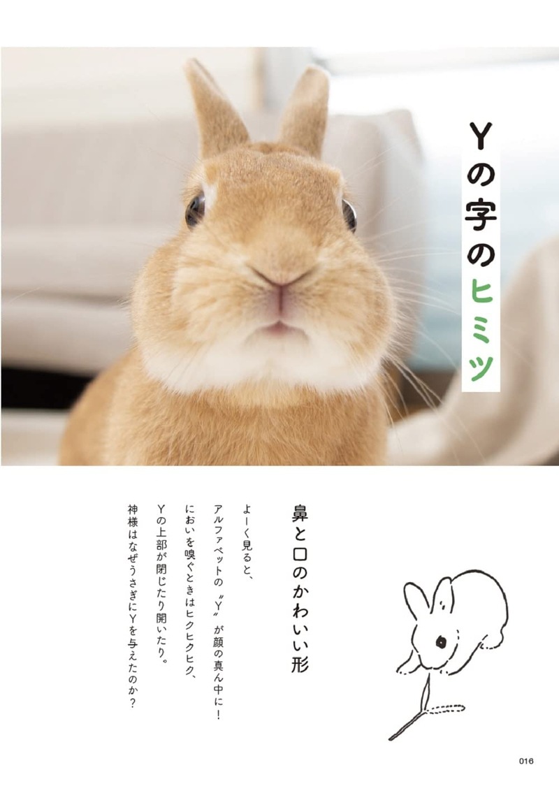 うさぎのヒミツ