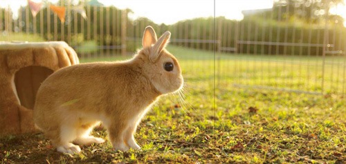 うさぎのモキュ様