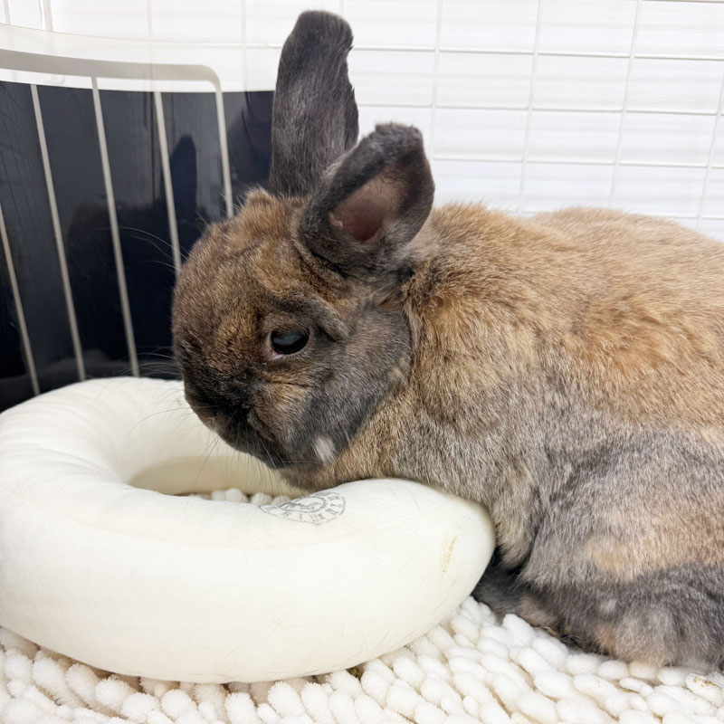 ドーナツクッション ココアブラウン