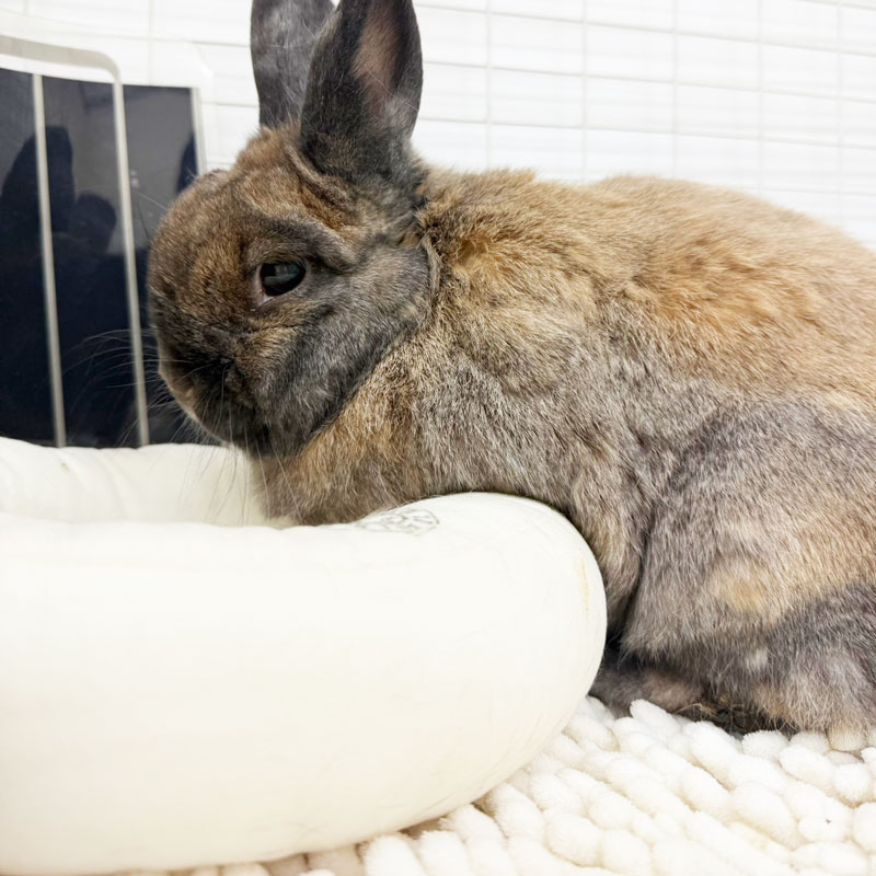 ドーナツクッション ココアブラウン