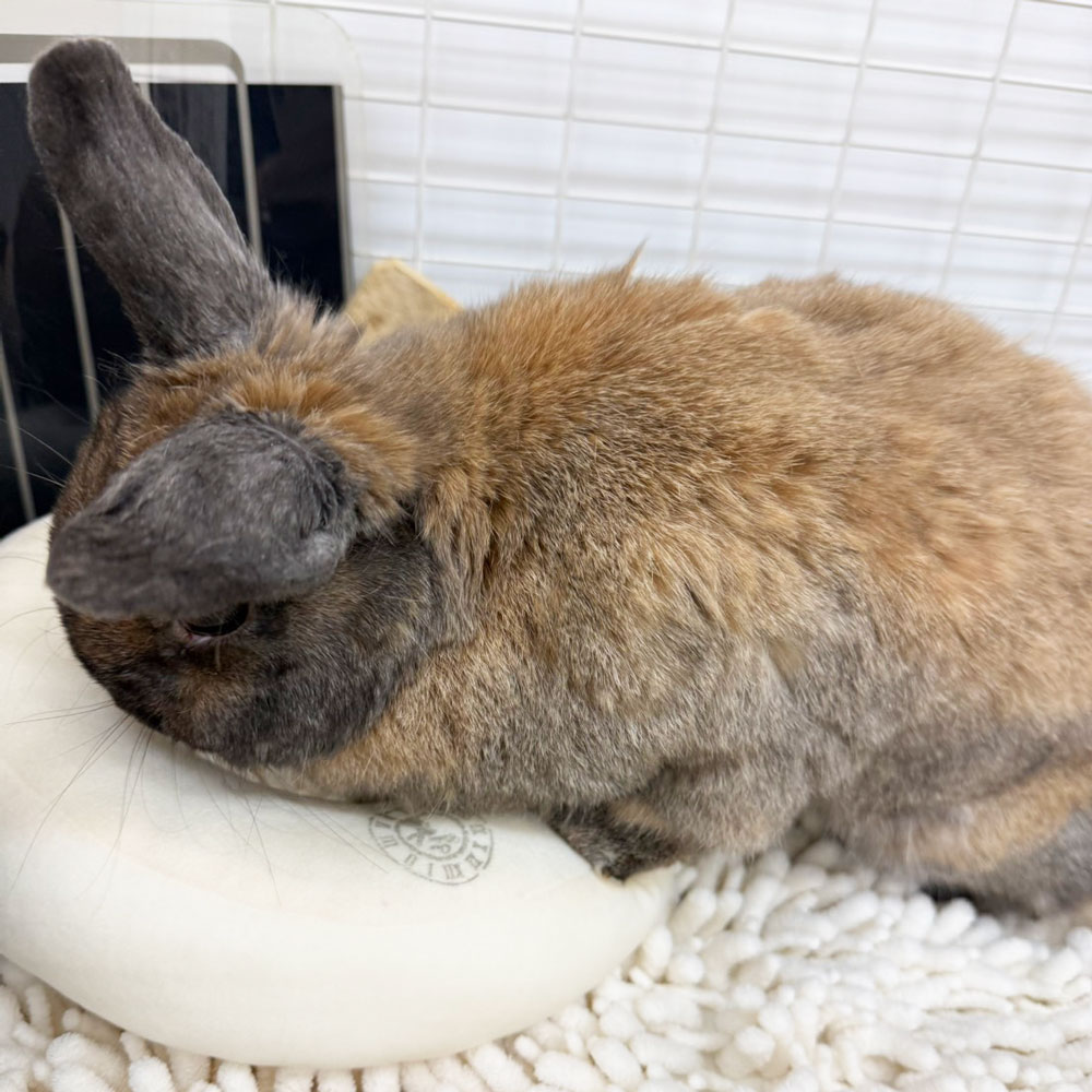 ドーナツクッション ココアブラウン