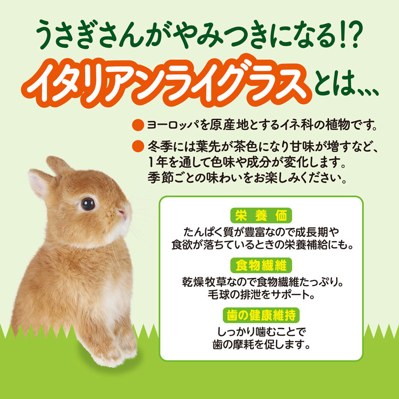 旬牧草 毎日ごほうびイタリアンライグラス20g