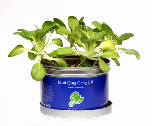 リトルガーデンプロ　チンゲンサイ栽培キット