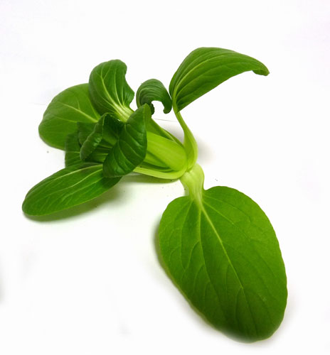 リトルガーデンプロ　チンゲンサイ栽培キット