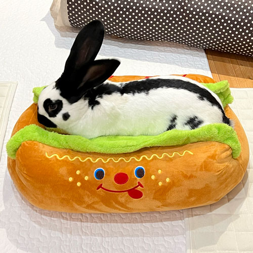 キャラクターカドラーホットドッグ Mサイズ