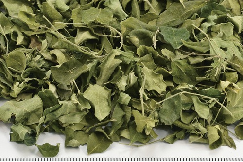 スーパーフード　モリンガ