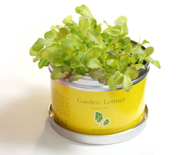 リトルガーデンプロ　ガーデンレタス栽培キット