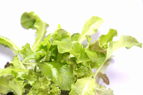 リトルガーデンプロ　ガーデンレタス栽培キット