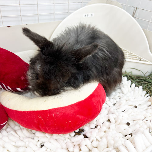 ふんわりピロークッション りんご