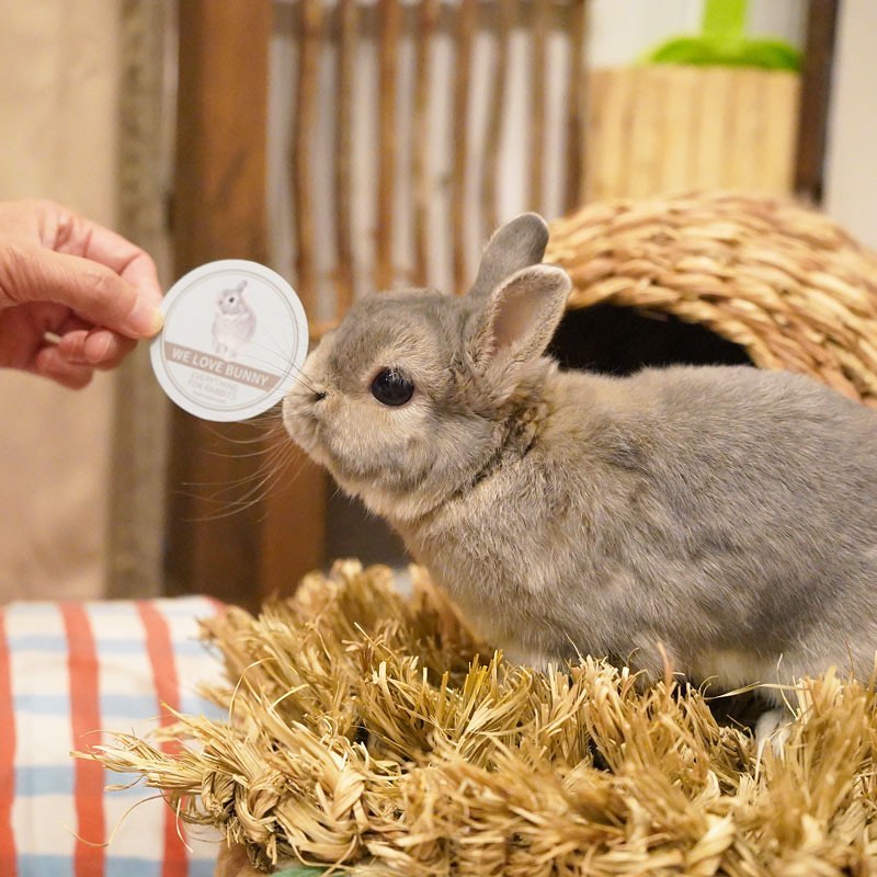 Kaiくんマグネット We Love Bunny