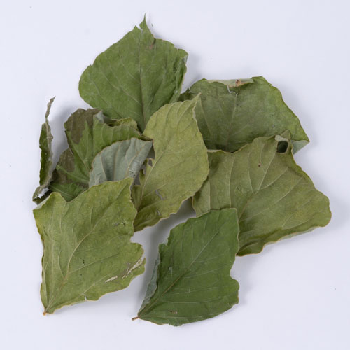 素材の美味しさ　くずの葉　10g