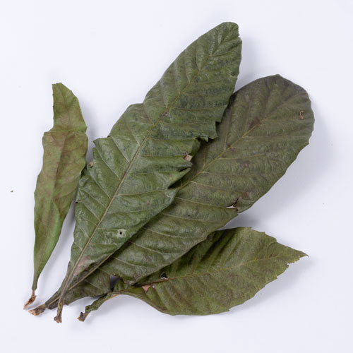 素材の美味しさ　びわの葉　15g