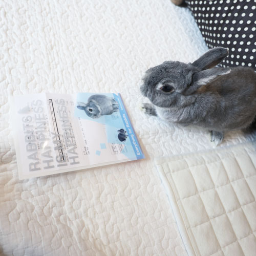 RABBITS HAPPINESS  A5クリアファイル 