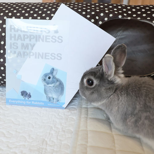 RABBITS HAPPINESS  A5クリアファイル 