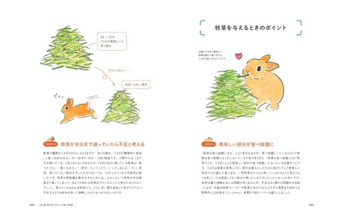 うさぎのための最高のお世話