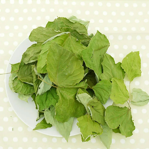 国産 くずの葉 10g Leaf Corporation