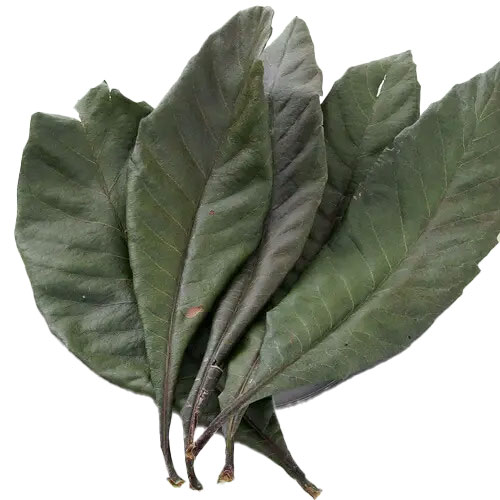 国産 びわの葉 10g Leaf Corporation