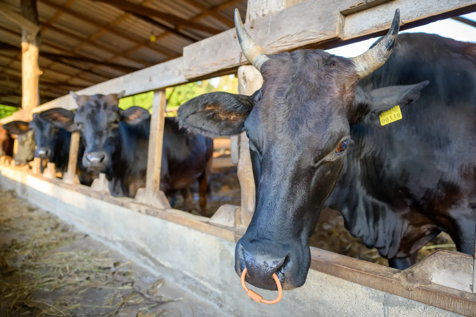 仕入れは“いま一番おいしい”国産和牛だけ