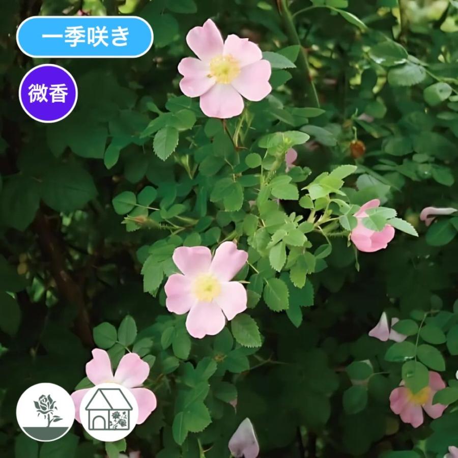 バラ苗 予約スタンダードローズ 2027 ロサ カニーナ Rosa canina STD