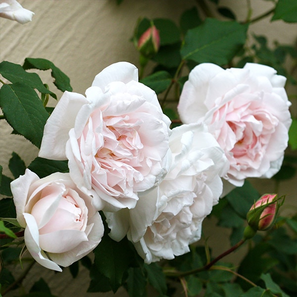 鉢植え6寸 マダム アルフレッドゥ キャリエール Mme Alfred Carriere 国産ノイバラ台木使用 オールドローズ 白系 コマツガーデンオンラインショップ