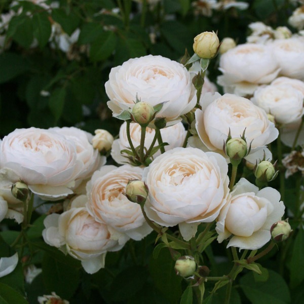 鉢植え６寸 ウィンダミア Windermere 国産ノイバラ台木使用 イングリッシュローズ ア行 コマツガーデンオンラインショップ