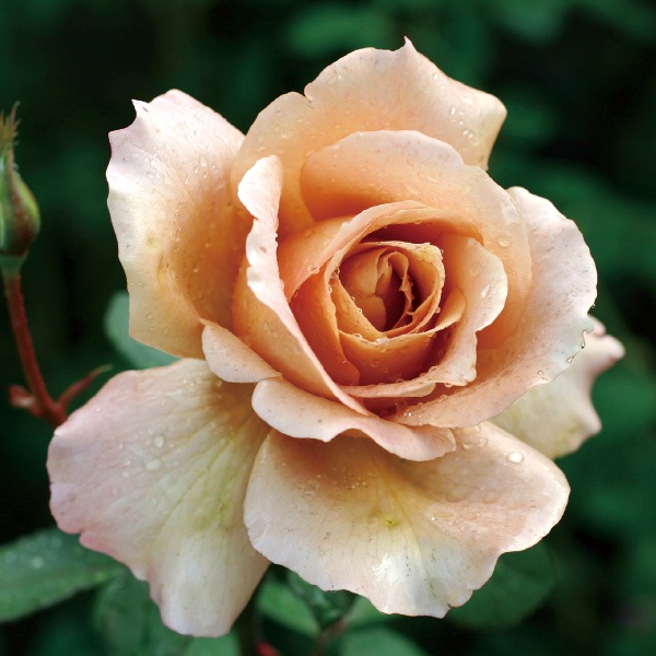 予約大苗 23 ジュリア Julia 国産ノイバラ台木使用 予約専用大苗 コマツガーデンオンラインショップ 予約大苗 23 ジュリア Julia 国産ノイバラ台木使用 予約専用大苗 コマツガーデンオンラインショップ