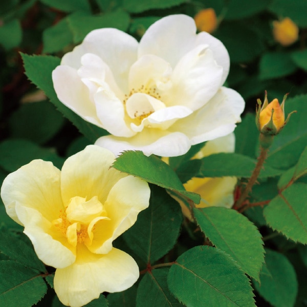 バラ苗 図鑑 サニー ノック アウト Sunny Knock Out 国産ノイバラ台木