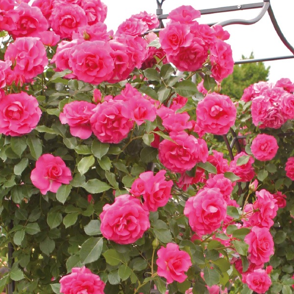 鉢植え6寸 つる ローズ うらら 国産ノイバラ台木使用 京成バラ園芸 コマツガーデンオンラインショップ