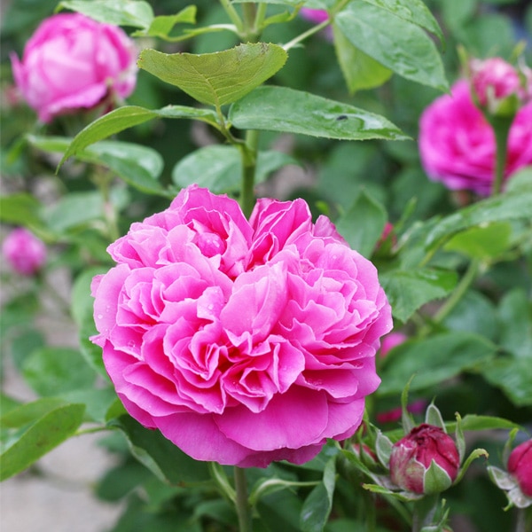 バラ Z157 / TIGER パラコード 4mm / ブルー・リフレクティブ〈1束(30m