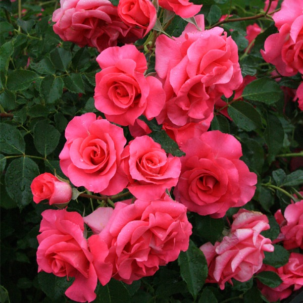 鉢植え６寸 ローズ うらら Urara 国産ノイバラ台木使用 フロリバンダ ピンク系 コマツガーデンオンラインショップ