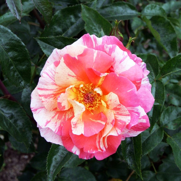 バラ苗 図鑑 ポール ゴーギャン Paul Gauguin 国産ノイバラ台木使用