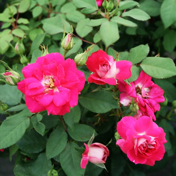 バラ苗 図鑑 ボルデュール ヴィヴ Bordure Vive 国産ノイバラ台木使用 デルバール コマツガーデンオンラインショップ