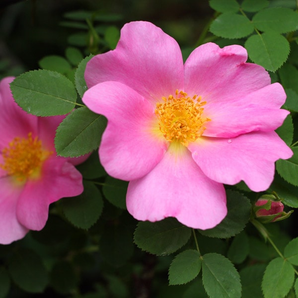 新品 未使用 ちゃぶ台 猫足 新生活 折りたたみ式 薔薇 バラ ベルーナ 新品 未使用 ちゃぶ台 猫足 新生活 折りたたみ式 薔薇 バラ