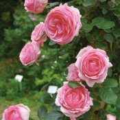 つるバラ ピンク系 コマツガーデンオンラインショップ