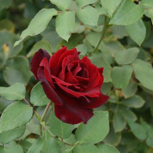 鉢植え6寸 黒真珠 国産ノイバラ台木使用 ハイブリッド ティー 赤系 コマツガーデンオンラインショップ