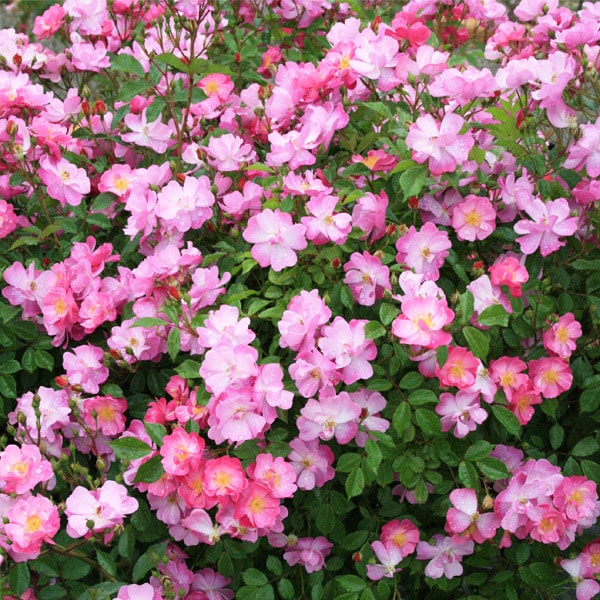 ☆ごりみえ☆ラベンダー白檀すみれ聖なる薔薇　夏セール適用°˖✧ ☆ごりみえ☆様専用ラベンダー白檀すみれ聖なる薔薇 夏セール適用°