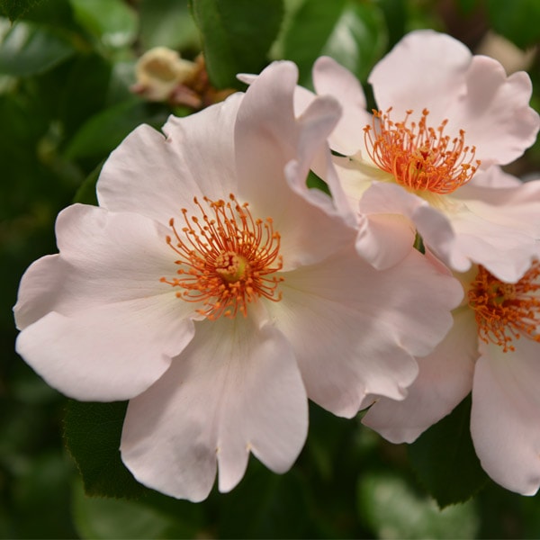 サイバー バラ売り バラ苗 図鑑 シンプル ライフ The simple Life 国産ノイバラ台木使用