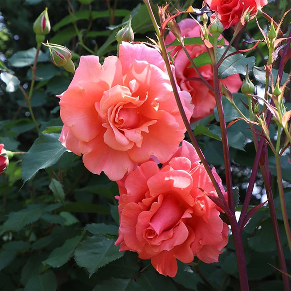 鉢植え６寸 サンセット グロウ Sunset Glow 国産ノイバラ台木使用 つるバラ オレンジ アプリコット系 コマツガーデンオンラインショップ