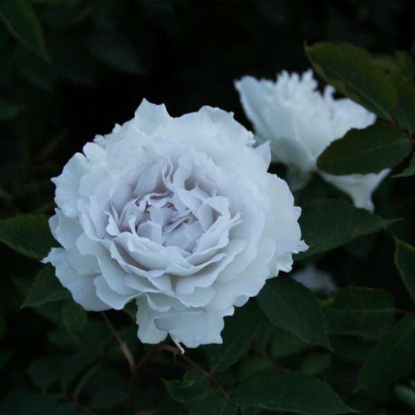 鉢植え6寸 ガブリエル Gabriel 国産ノイバラ台木使用 すべての商品 コマツガーデンオンラインショップ