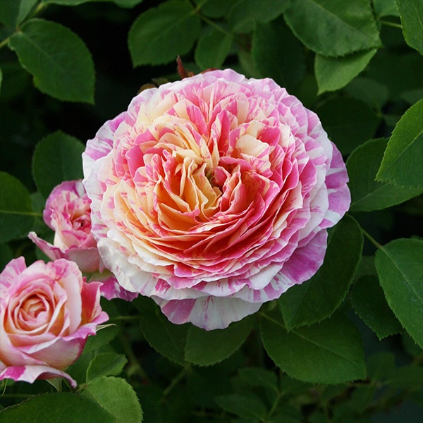 鉢植え6寸 クロード モネ Claude Monet 国産ノイバラ台木使用 すべての商品 コマツガーデンオンラインショップ