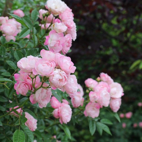 鉢植え6寸 玉鬘 Tamakazura 国産ノイバラ台木使用 すべての商品 コマツガーデンオンラインショップ