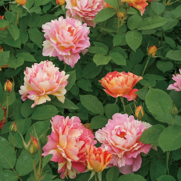 鉢植え6寸 ポール セザンヌ Paul Cezanne 国産ノイバラ台木使用 すべての商品 コマツガーデンオンラインショップ