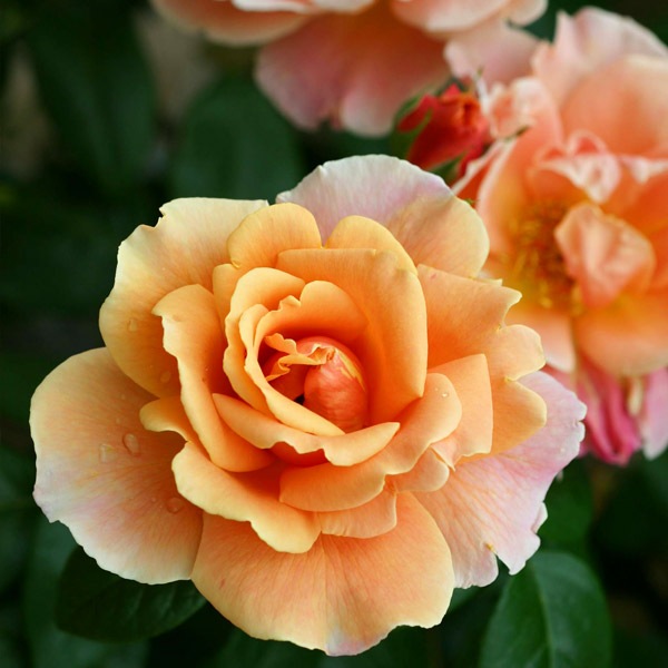 鉢植え6寸 ロイヤル サンセット Royal Sunset 国産ノイバラ台木使用 すべての商品 コマツガーデンオンラインショップ