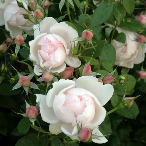 バラ苗 図鑑 マダム フィガロ Madame Figaro 国産ノイバラ台木使用