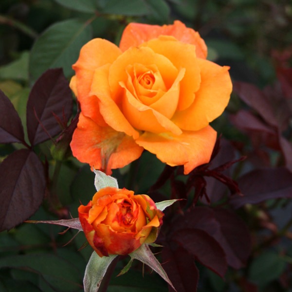 鉢植え6寸 カシス オレンジ Cassis Orange 国産ノイバラ台木使用 バラの大苗21 コマツガーデンオンラインショップ