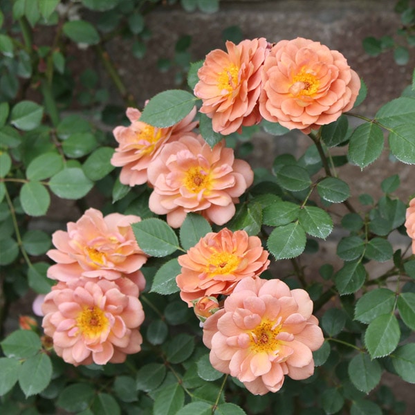 鉢植え6寸 ショコラティエ Chocolatie 国産ノイバラ台木使用 バラの大苗21 コマツガーデンオンラインショップ